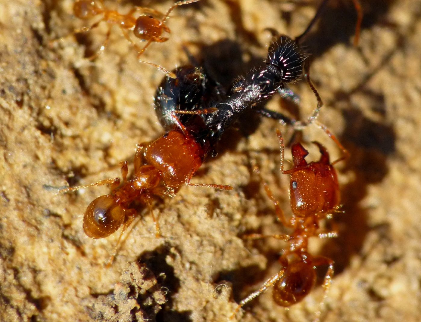 Pheidole pallidula:foto di famiglia